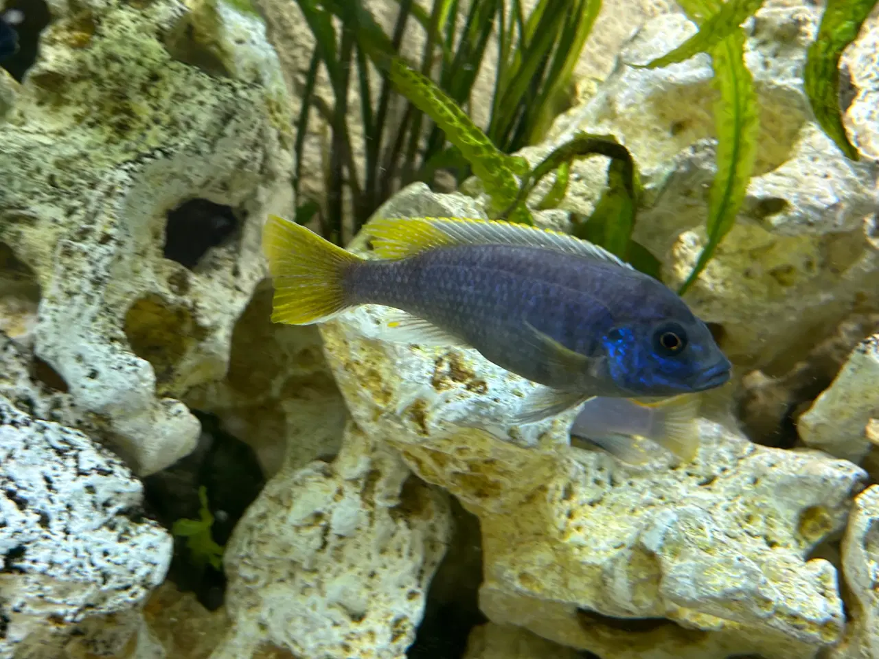 Billede 6 - Labidochromis Hongi og andre