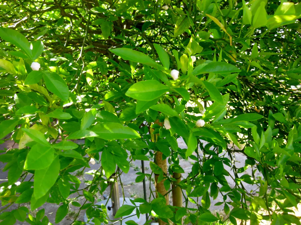 Billede 11 - Appelsintræ