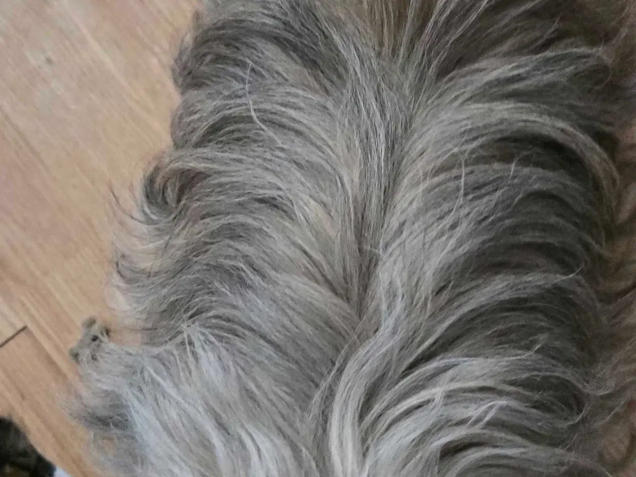 Billede 3 - Smuk dreng tilbyder parring