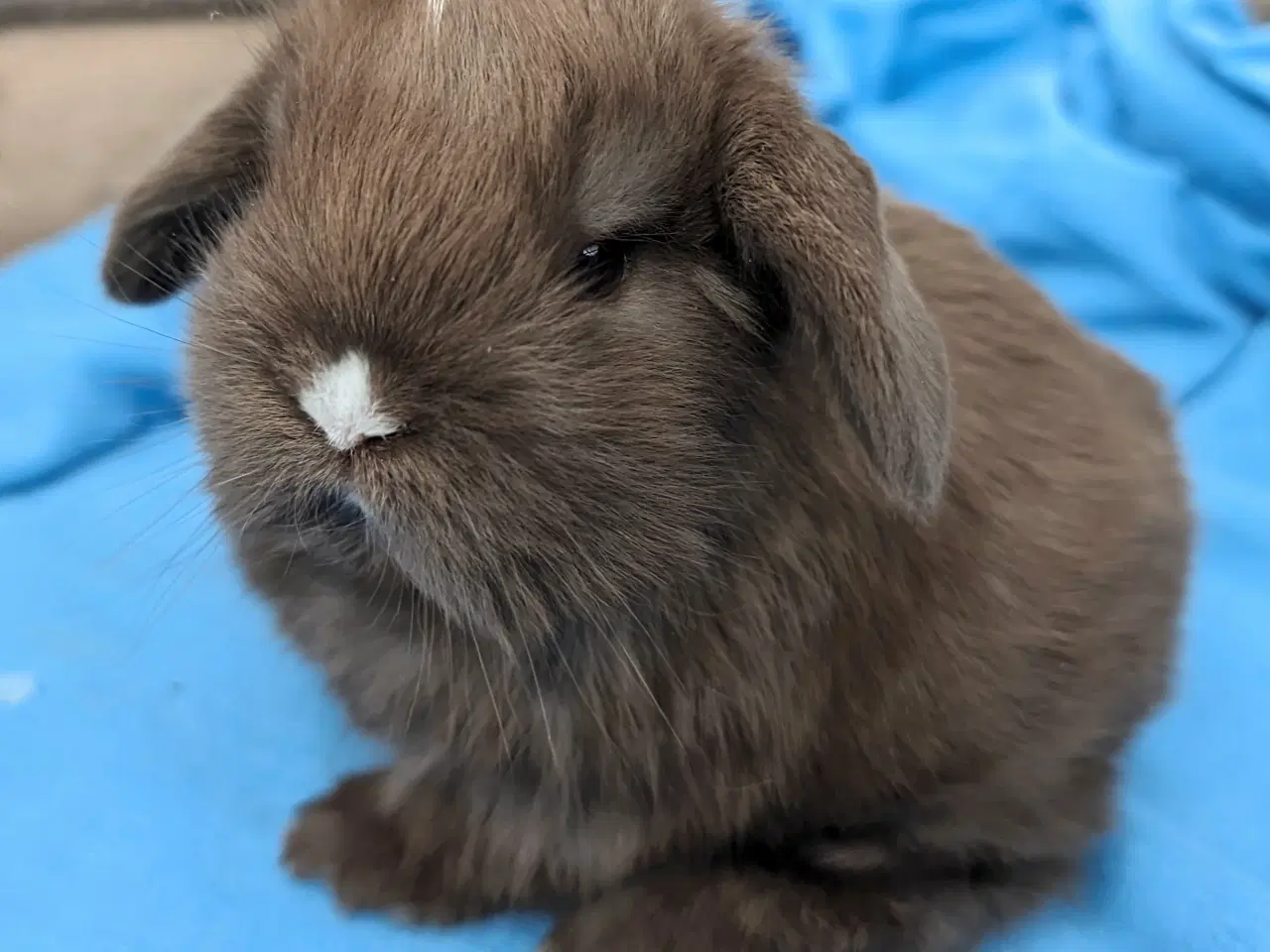 Billede 6 - Minilop kaninunge sælges 