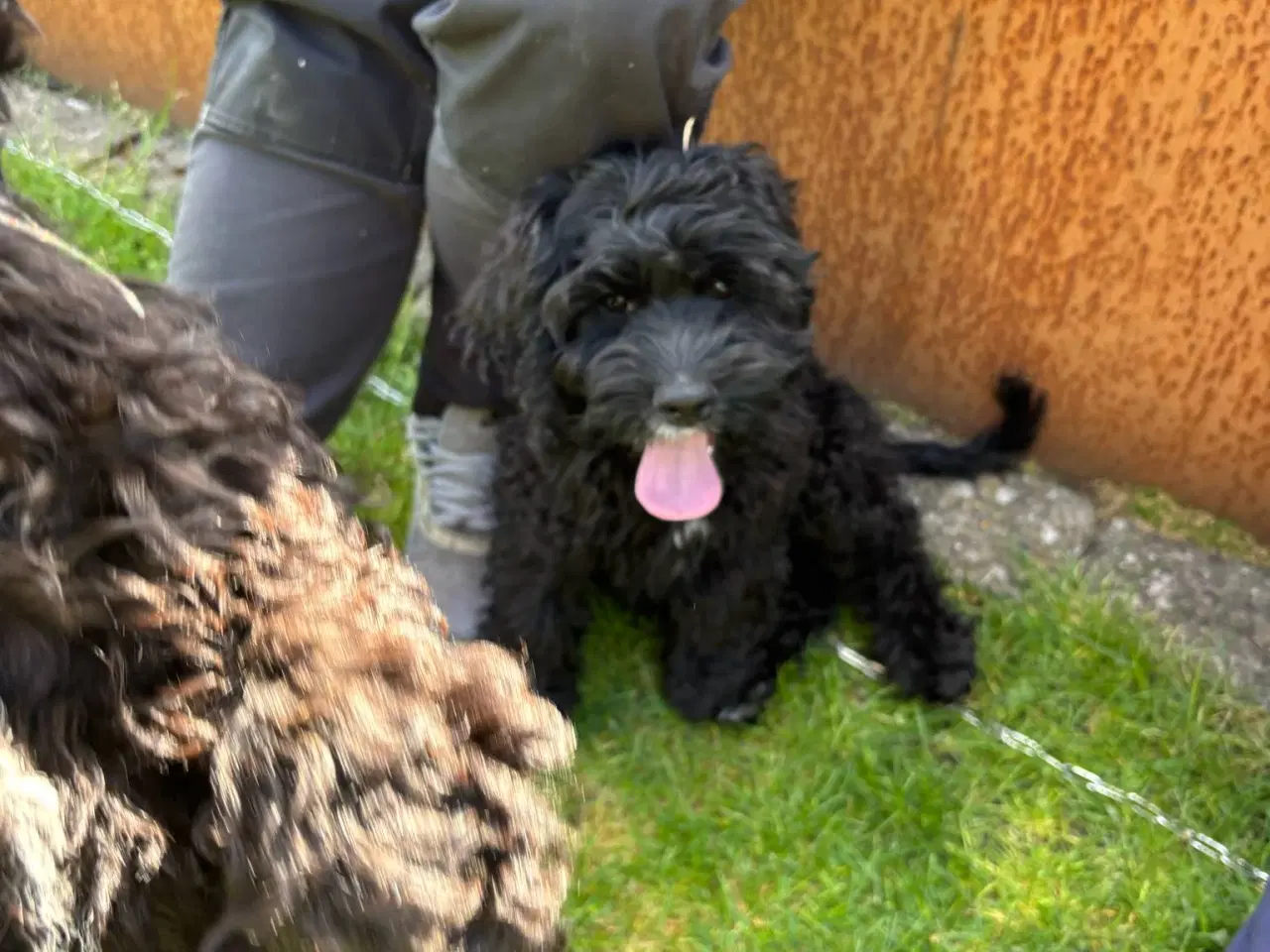 Billede 5 - amerikanske cocker spaniel blandings hvalpe