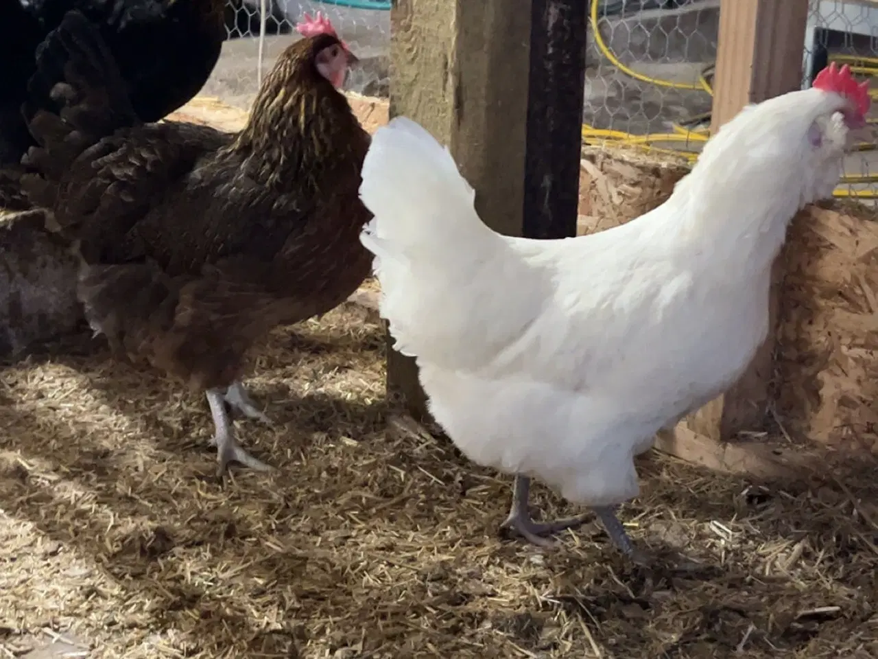 Billede 1 - Høns