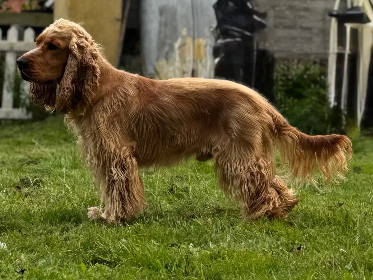 Billede 2 - Erfaren Avl – Smuk & Rolig Engelsk Cocker Spaniel 