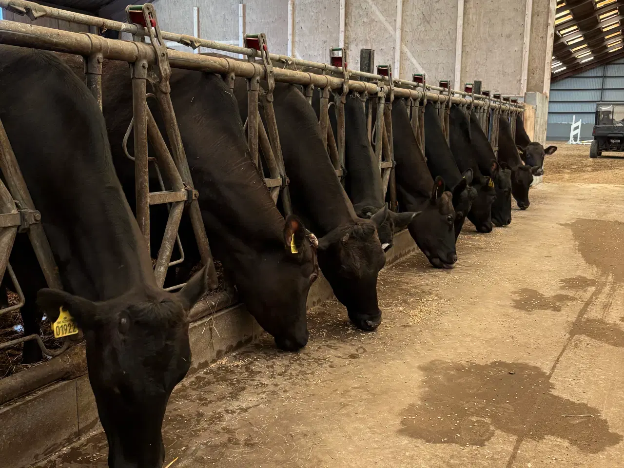 Billede 2 - Wagyu køer og tyr for salg