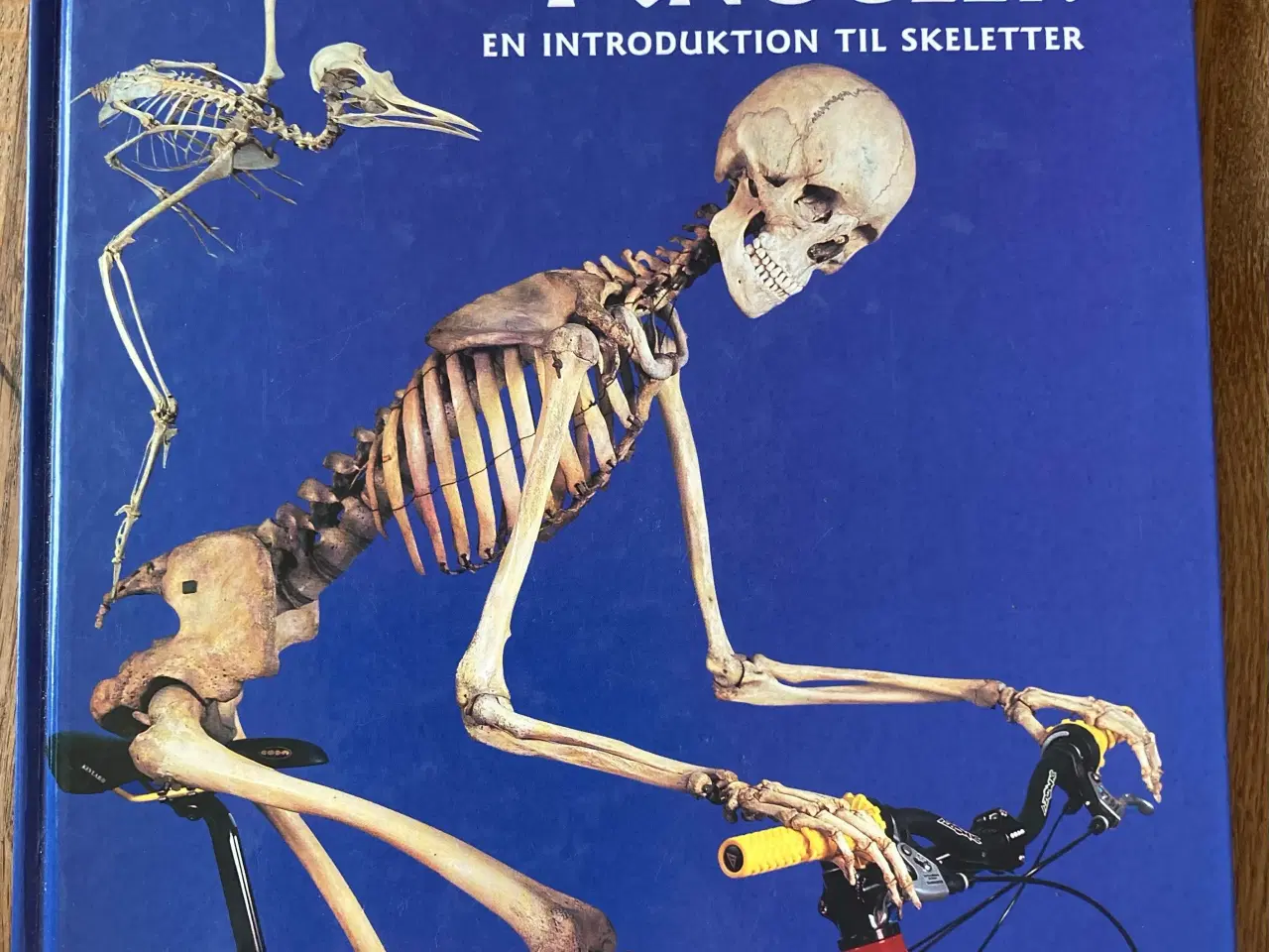 Billede 1 - Den store bog om knogler