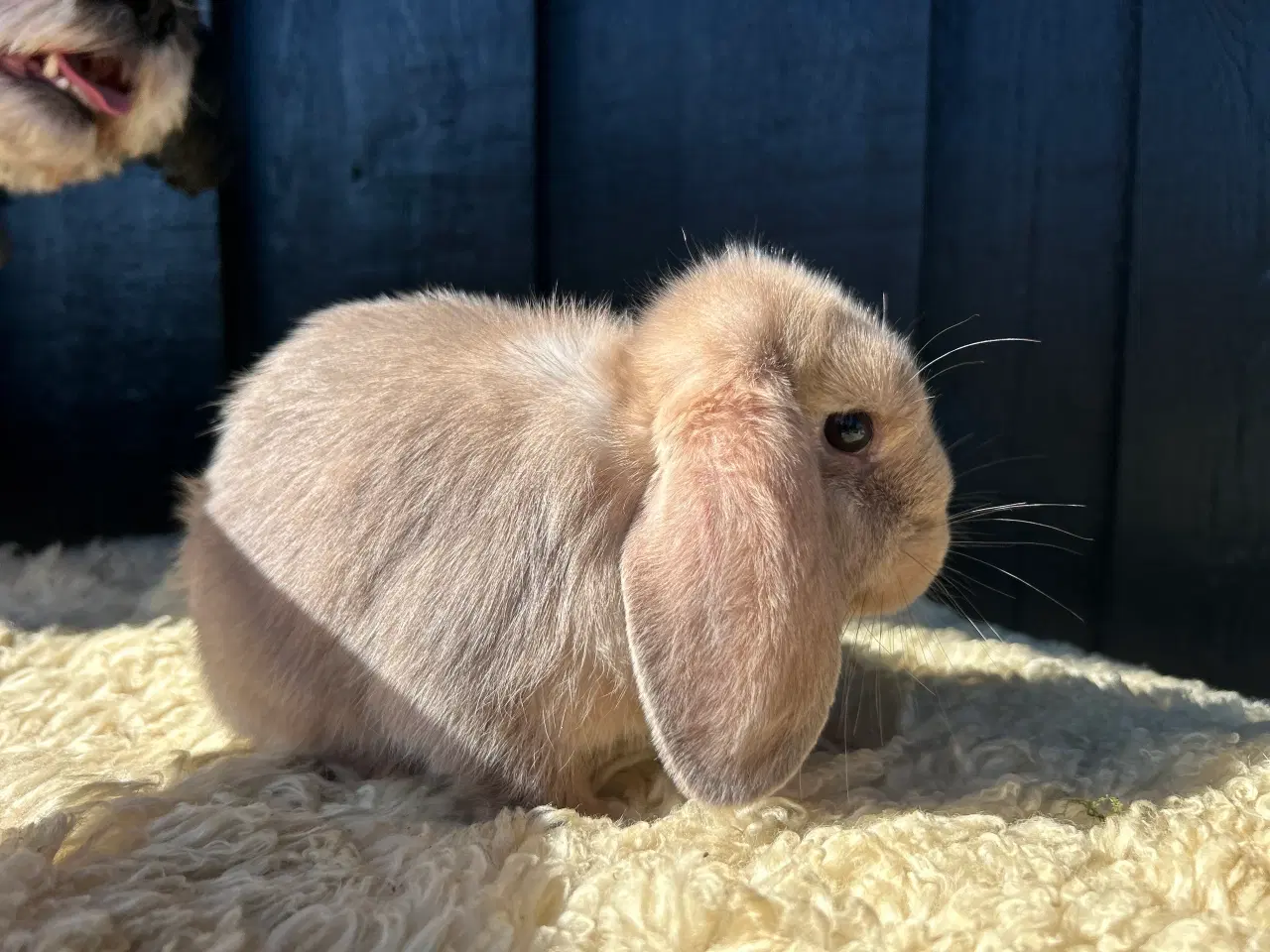 Billede 1 - Mini Lops