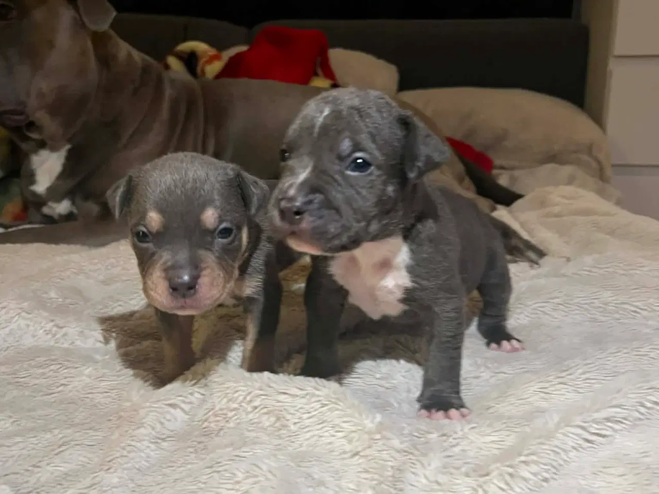 Billede 8 - American bully hvalpe 🐶 