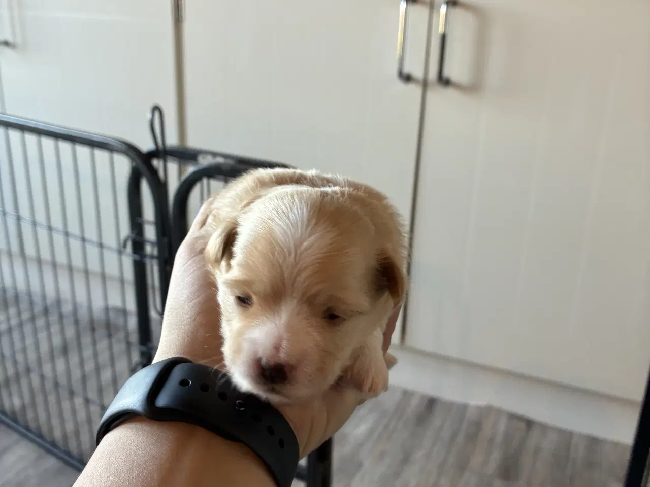 Billede 6 - Søde små Havaton hvalpe