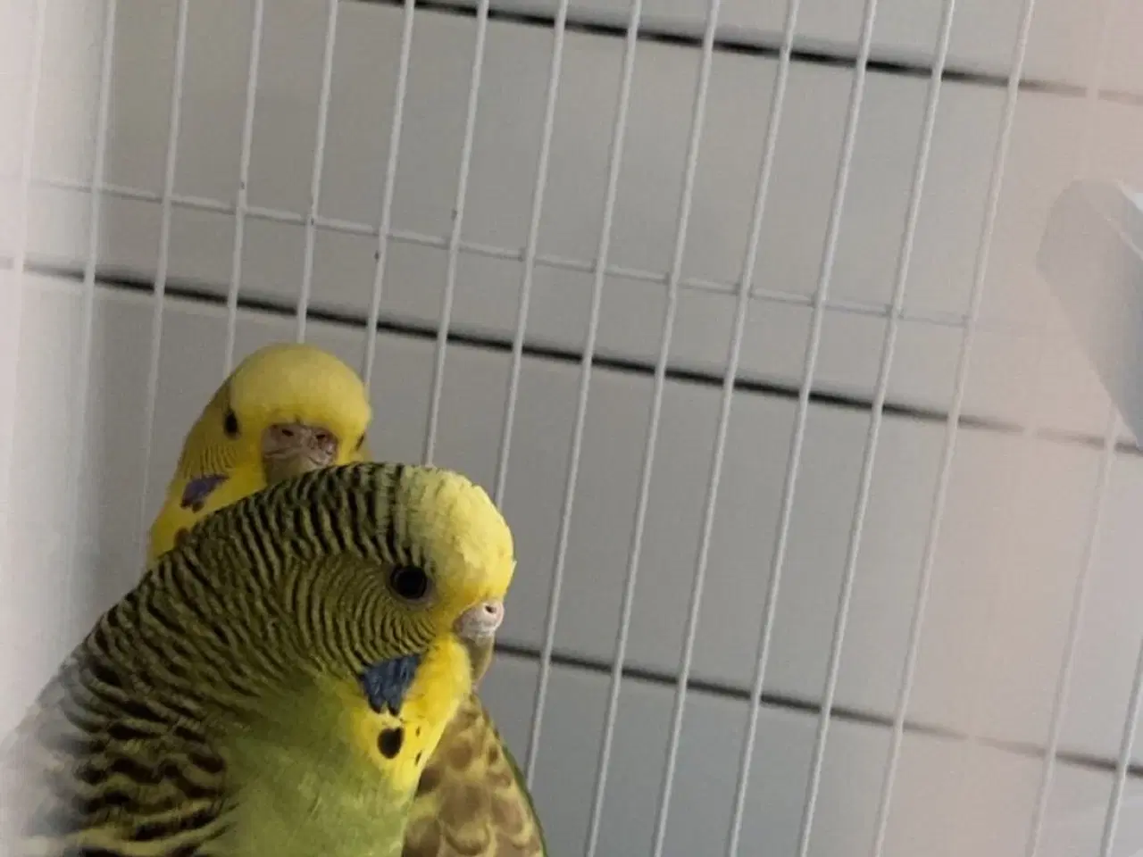 Billede 2 - 2 søde undulater søger nyt hjem 🐦