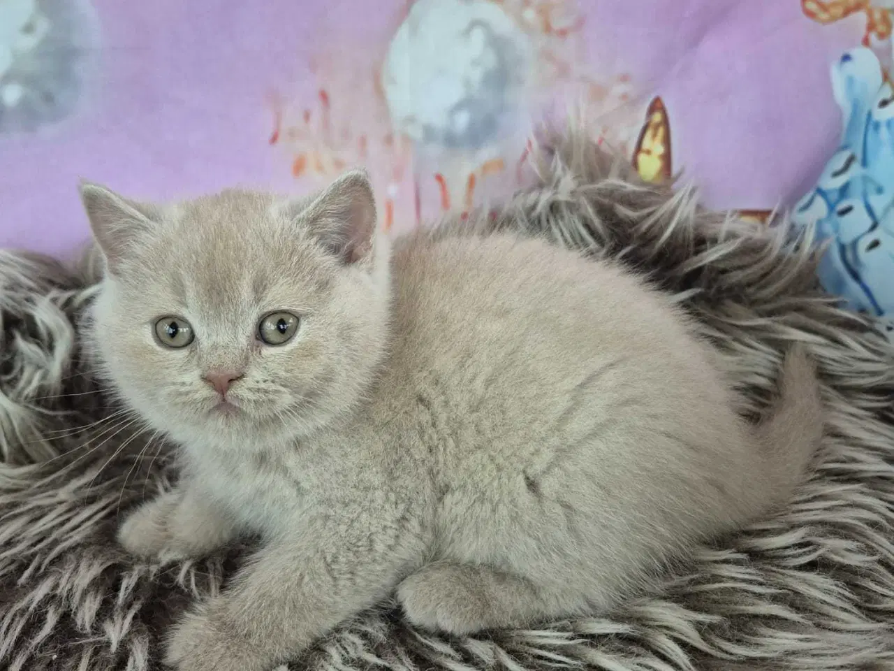 Billede 7 - British shorthair hunkilling