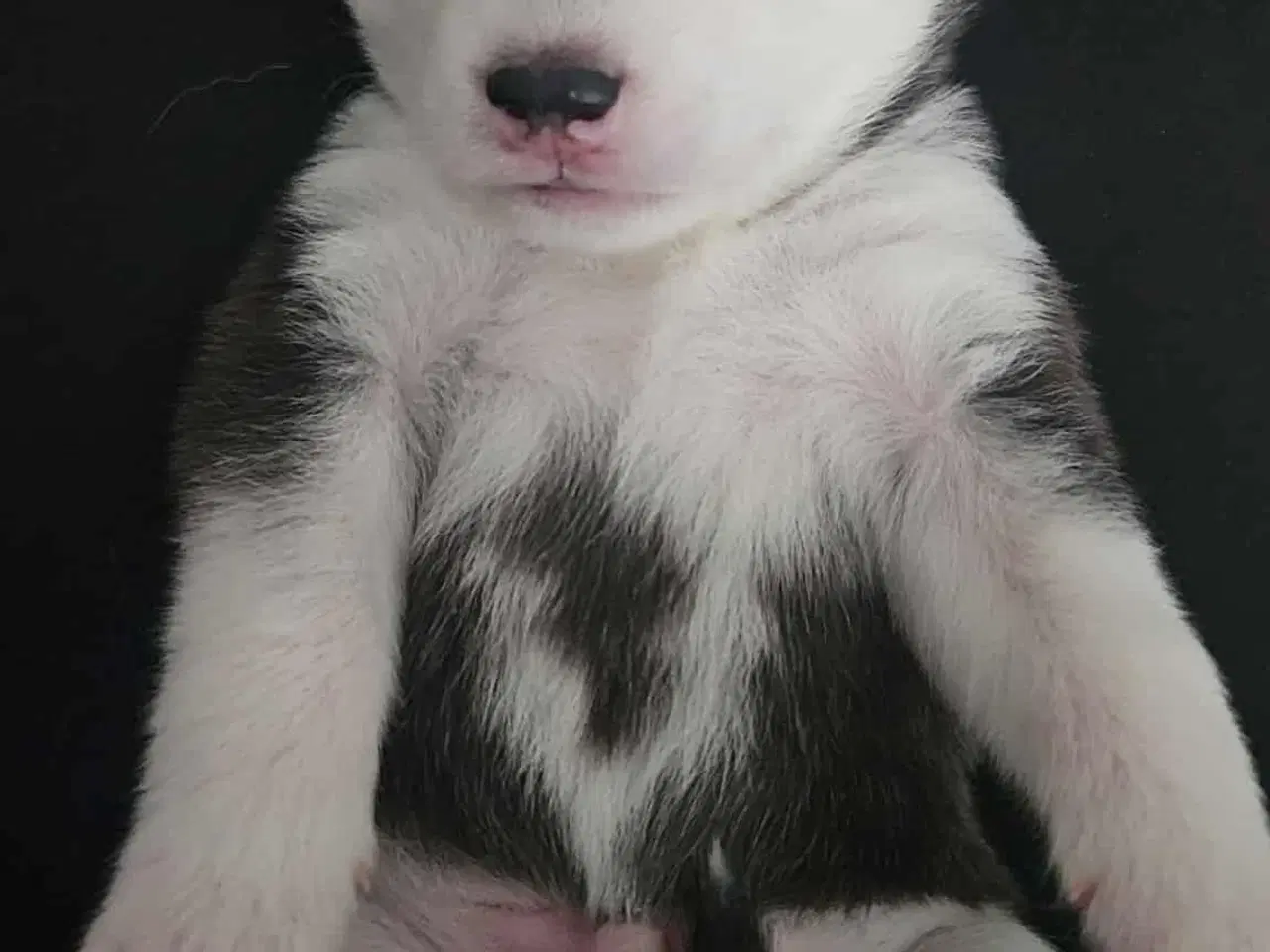 Billede 7 - Siberian Husky hvalper