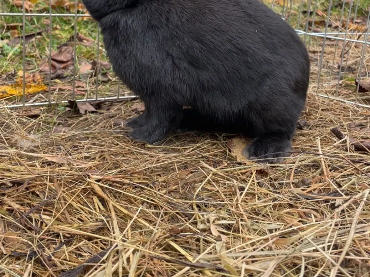 Billede 4 - Kanin (han) sælges (Ozzy)