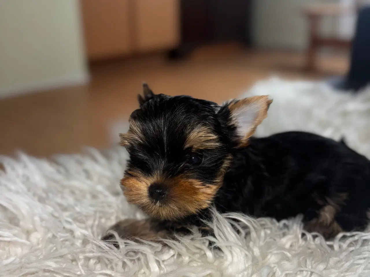 Billede 3 - Yorkshire Terrier Hvalpe