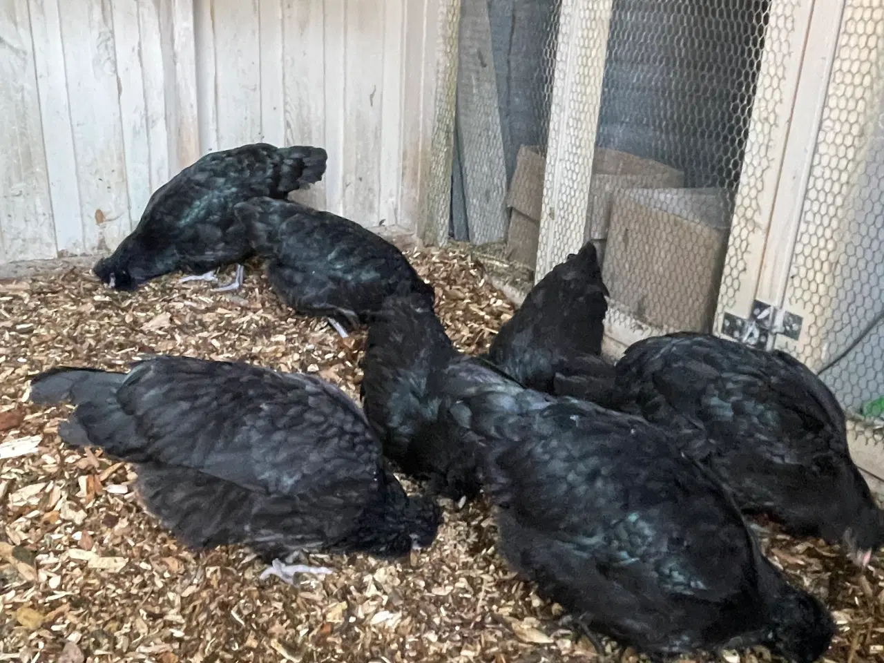 Billede 1 - Engelsk Araucana hønekyllinger 