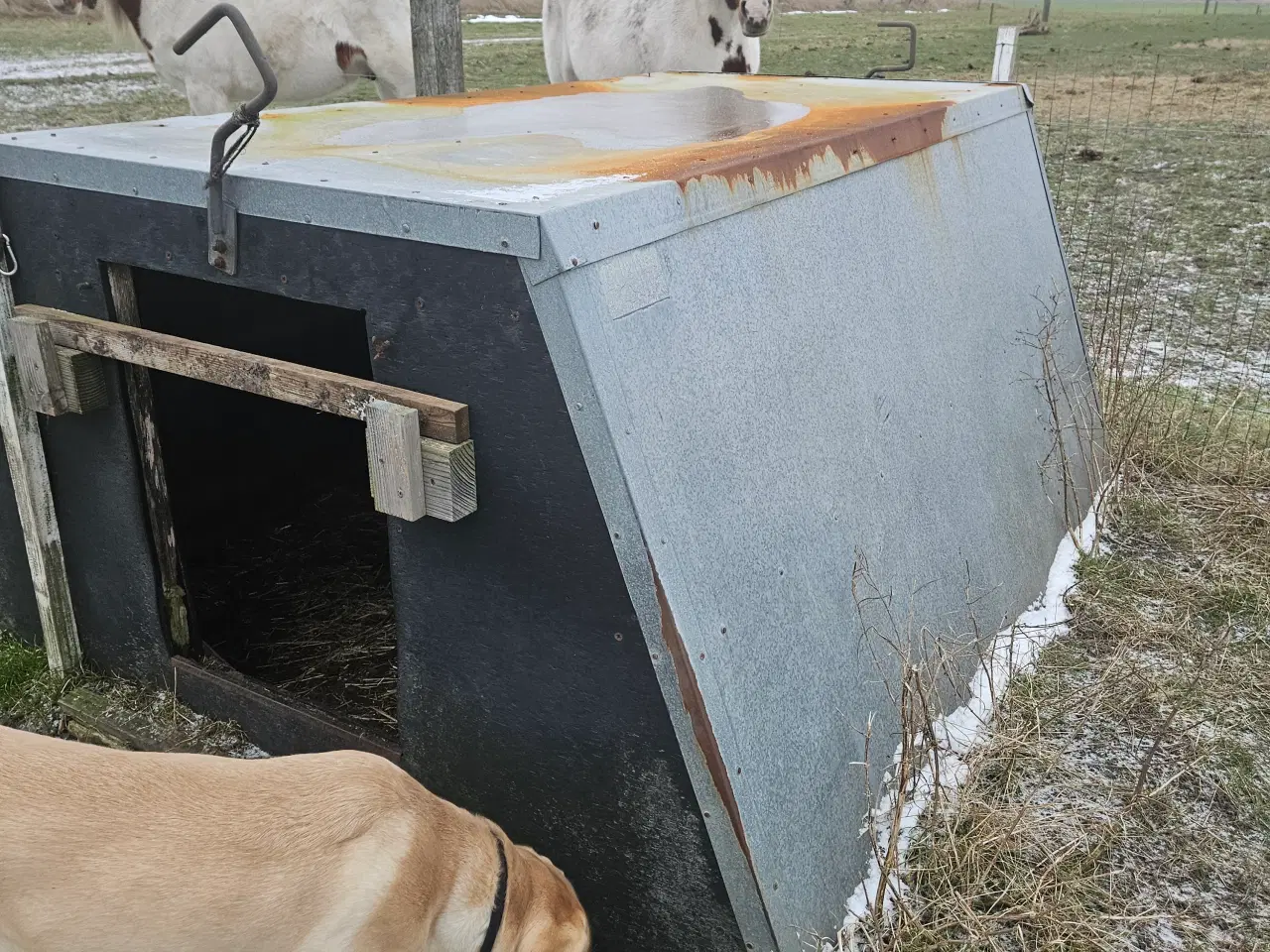 Billede 3 - Grise hytte brugt til får
