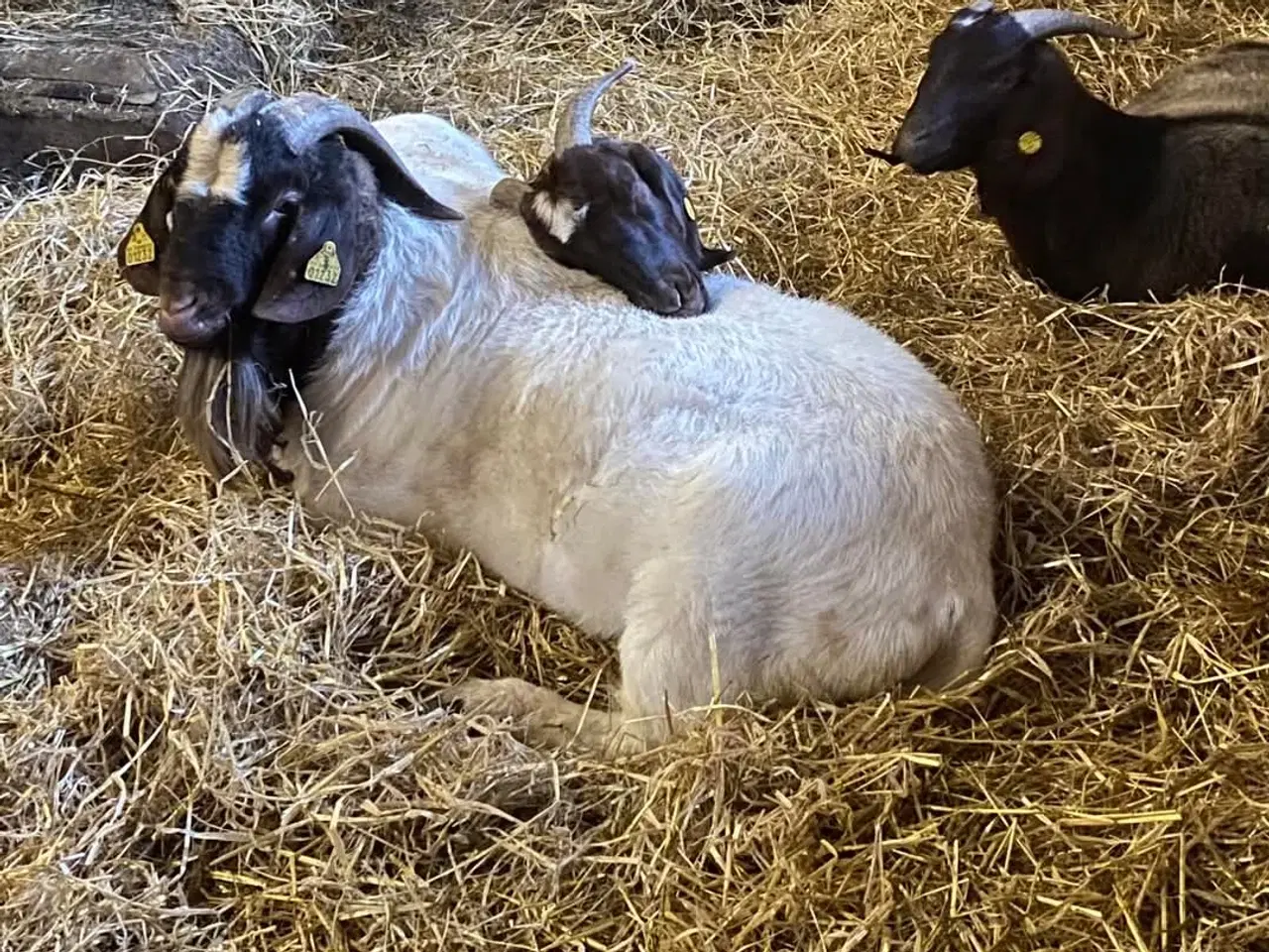 Billede 1 - Boer buk sælges 