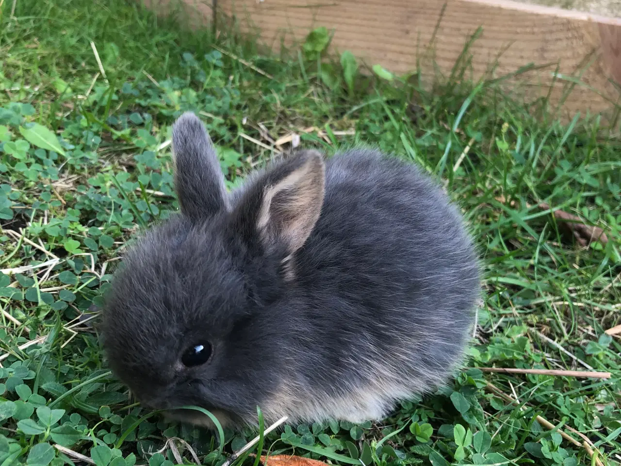 Billede 4 - Mini lop kaniner 