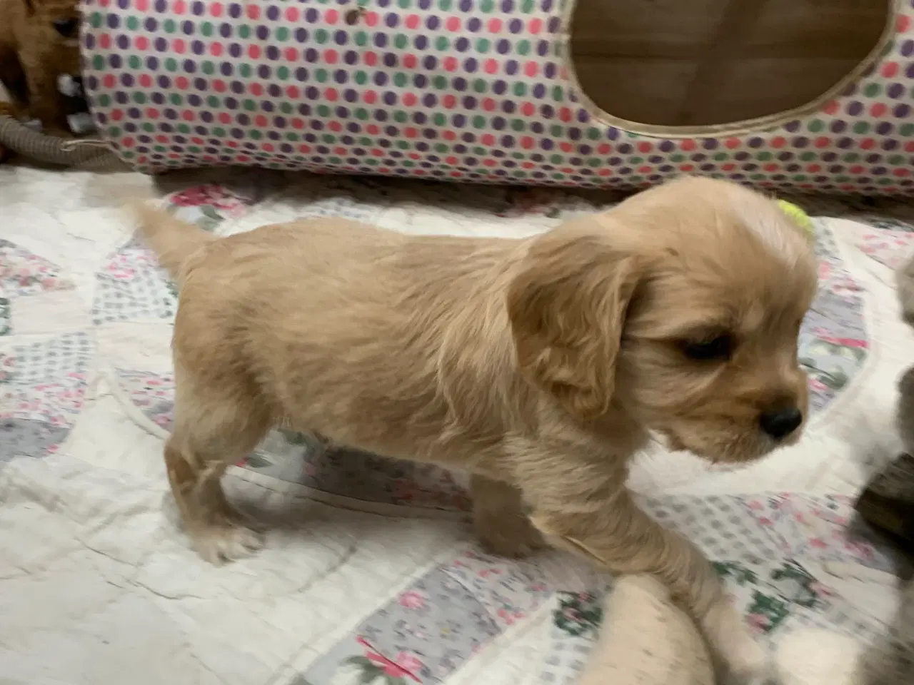 Billede 20 - De yndigste cavapoo babyer 