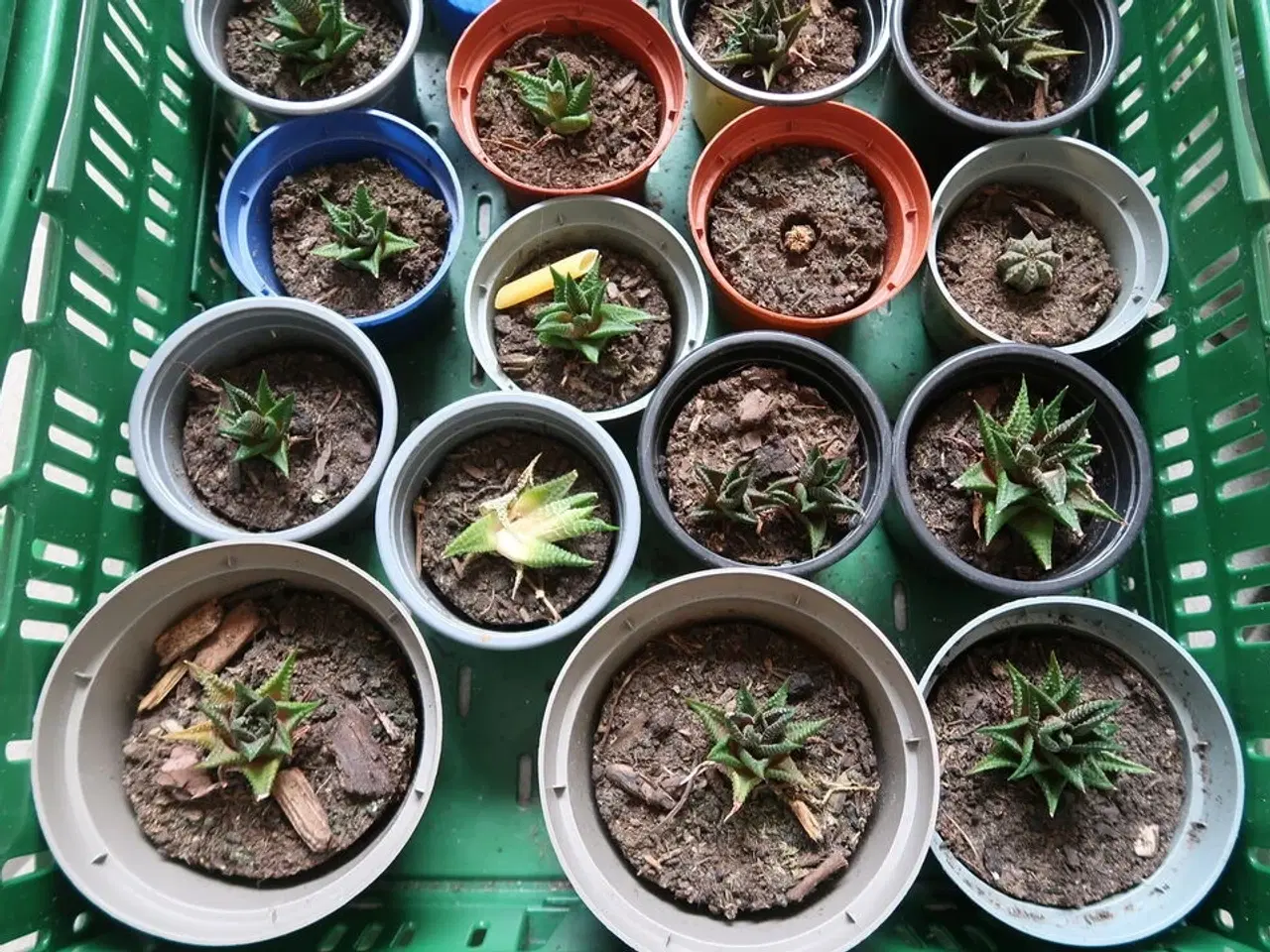 Billede 3 - Diverse planter