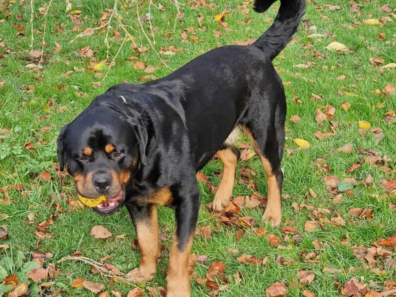 Billede 2 - Rottweilerhvalpe