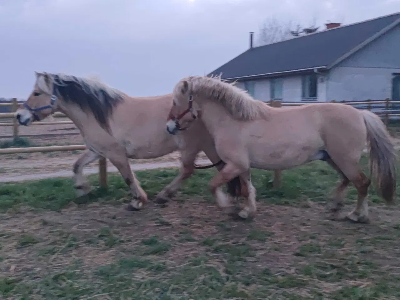 Billede 10 - Rødblakke Fjordhorse stallion 5years old