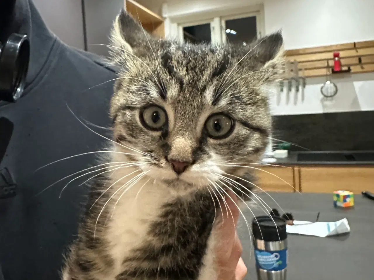 Billede 1 - Søde killinger sælges