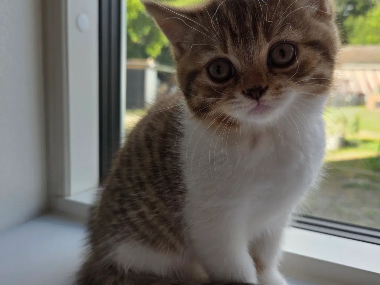 Billede 4 - British shorthair killing med stamtavle