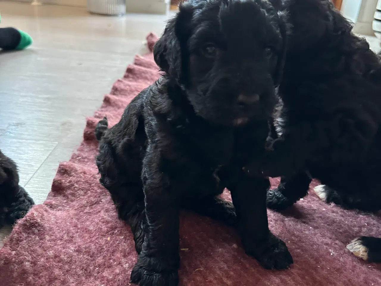 Billede 4 - Bernedoodles hvalp