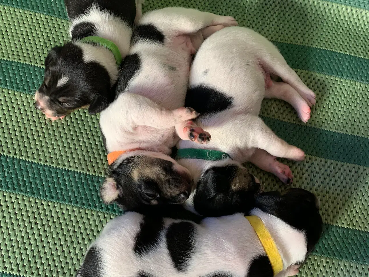 Billede 3 - Dansk svensk gårdhundehvalpe
