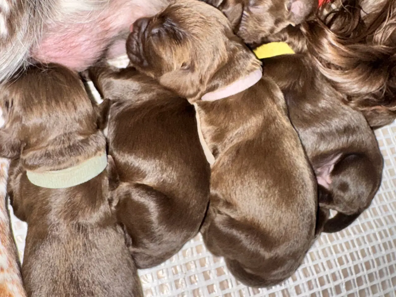 Billede 2 - Ft Cocker spaniel 