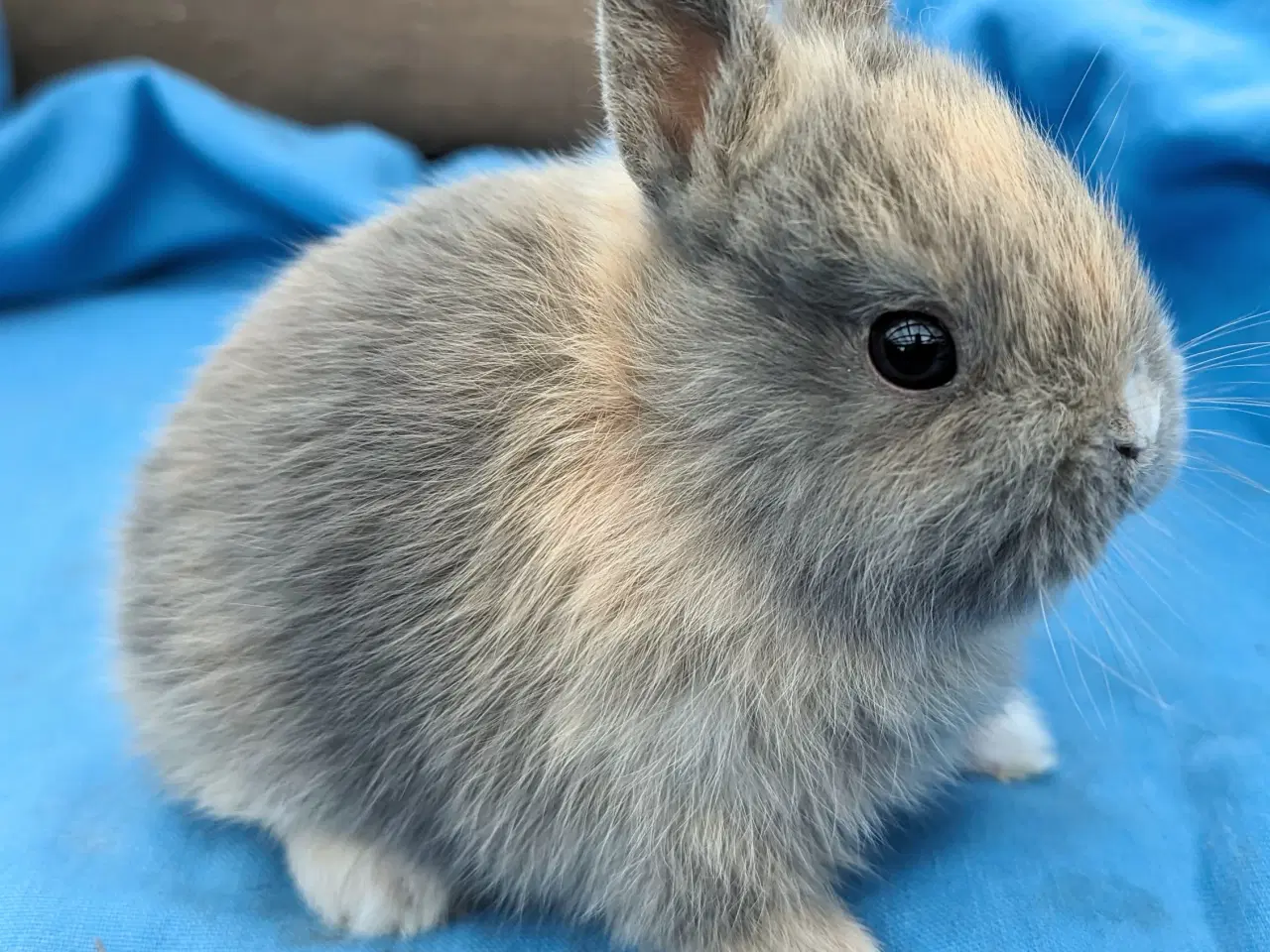 Billede 1 - Hermelin kaninunge sælges 