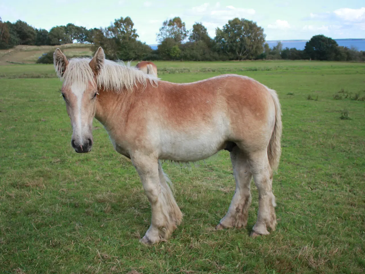 Billede 1 - Jydsk hest - føl