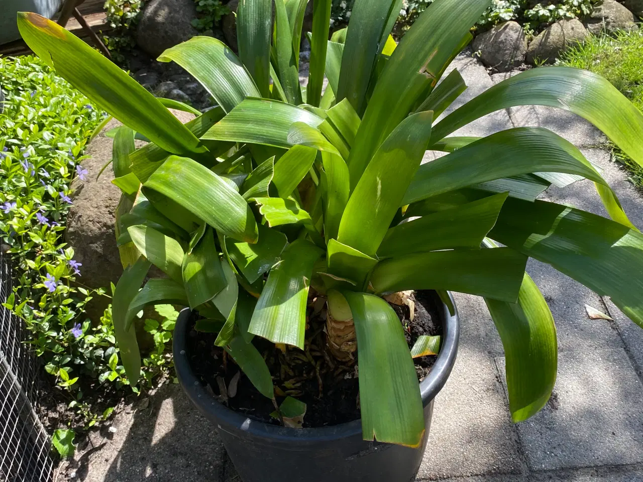 Billede 3 - Stueplante kæmpe amaryllis