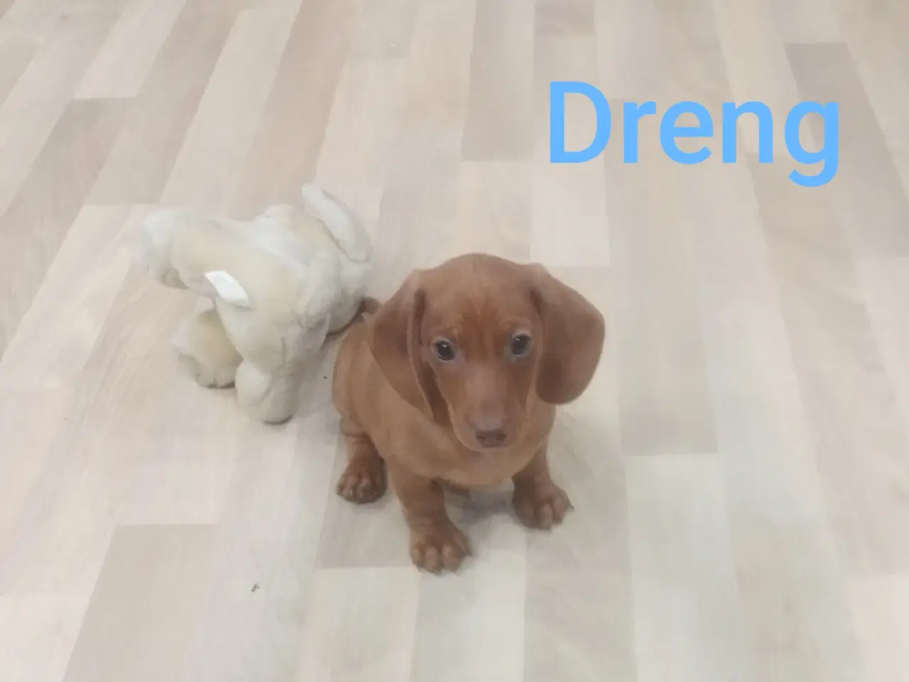 Billede 1 - Gravhunde korthåret dværg