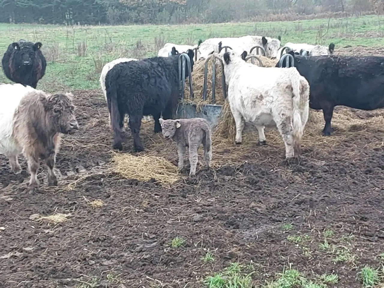 Billede 2 - Økologiske Galloway