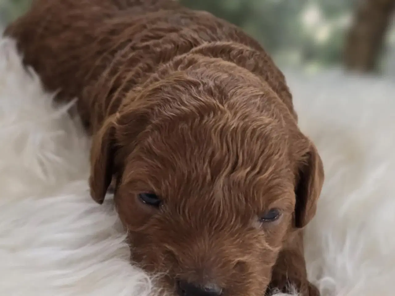 Billede 5 - Labradoodle F1B
