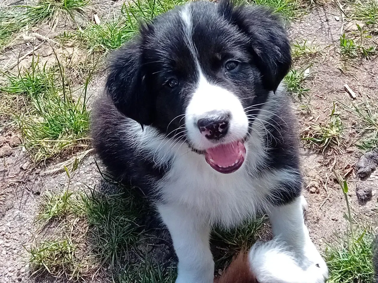 Billede 5 - Border Collie Hvalpe