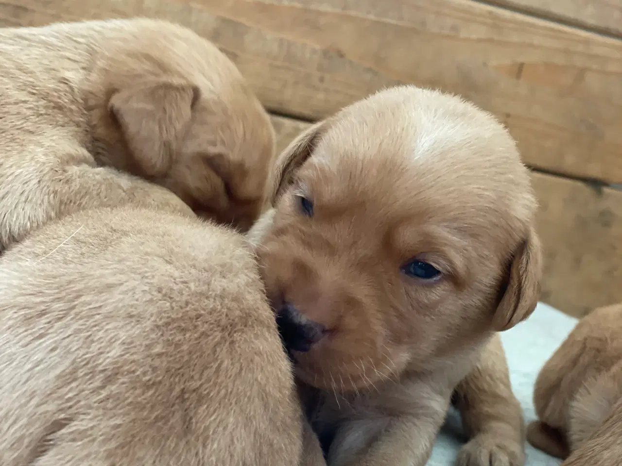 Billede 4 - Labrador formel 1 hvalp, Foxred