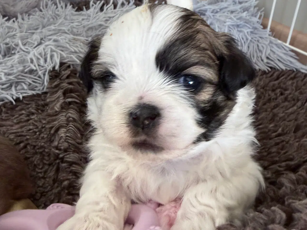 Billede 6 - Allergi venlige bomulds blandinger