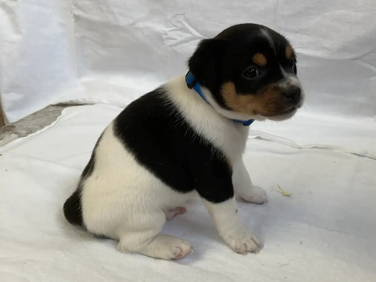 Billede 2 - Dansksvensk gårdhundehvalpe