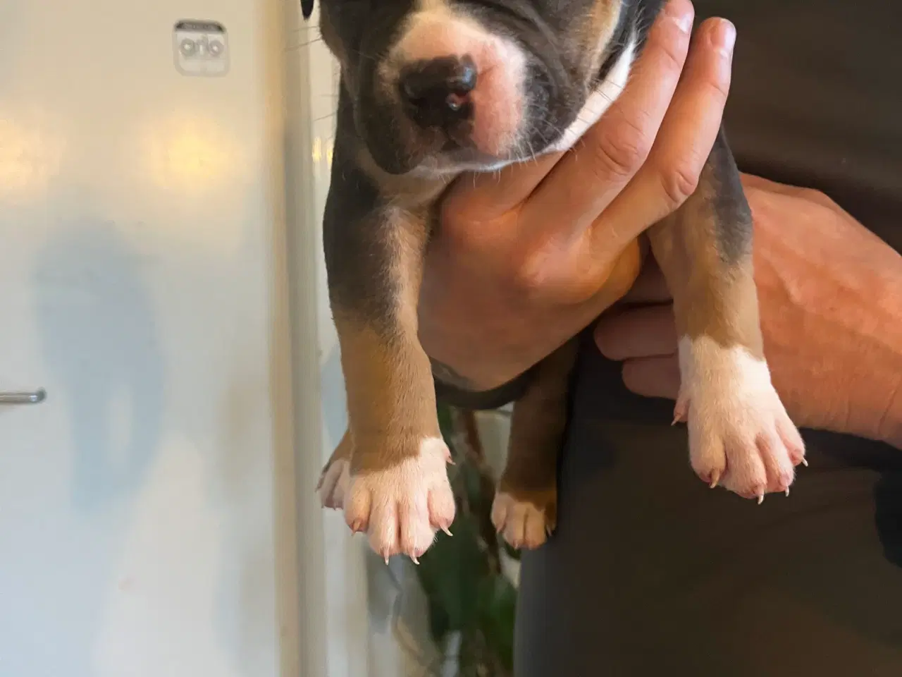 Billede 6 - Dejlige American Bully XL hvalpe 
