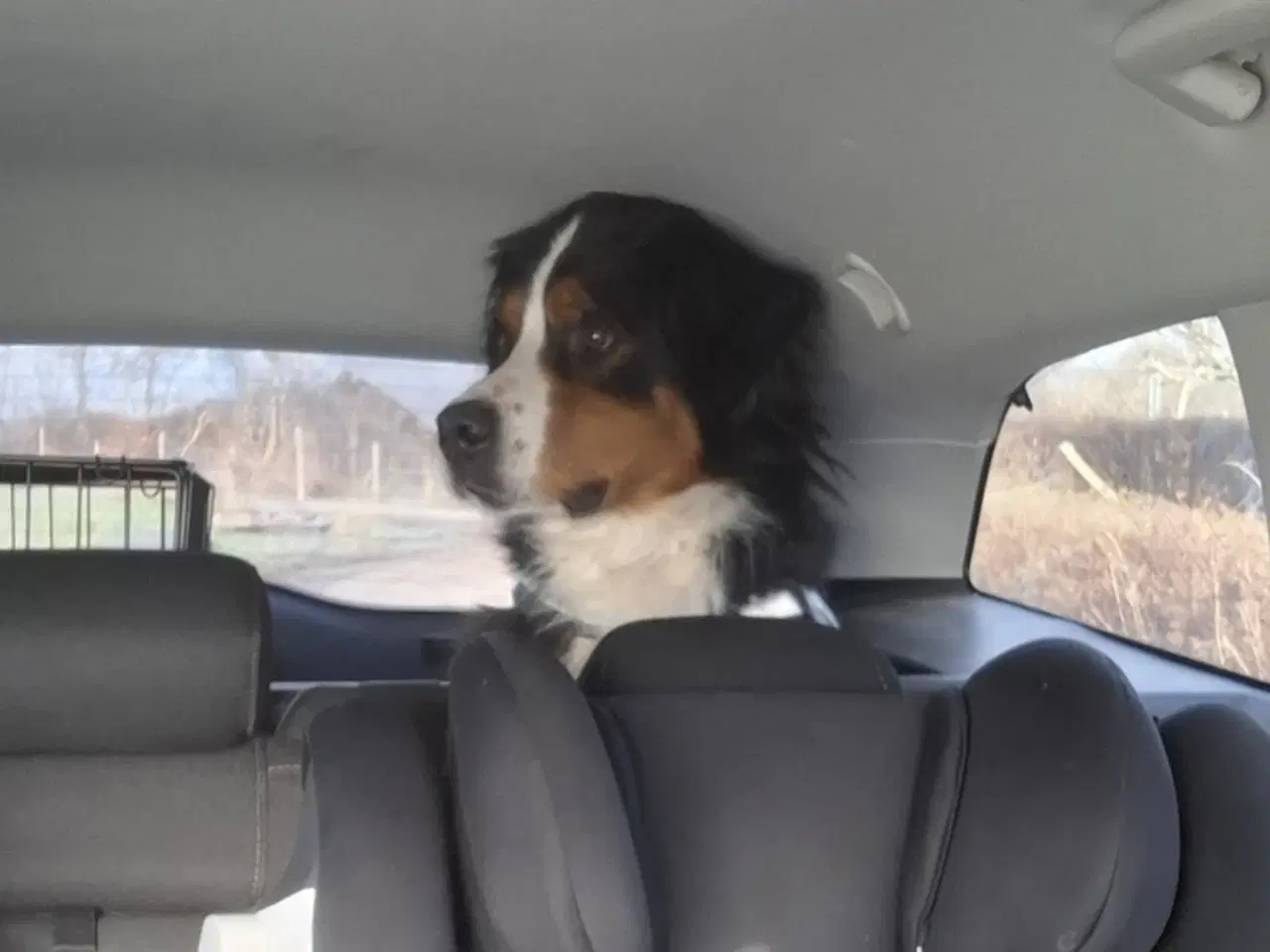 Billede 5 - Berner senne tæve