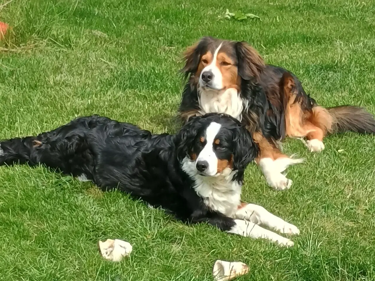 Billede 5 - Berner Sennen/Islandsk Fårehund