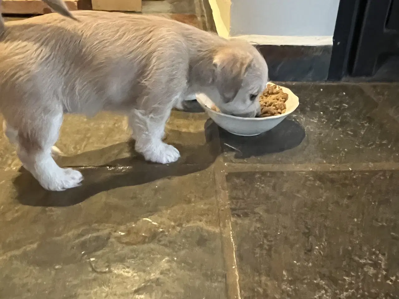 Billede 4 - Maltipoo/malteser