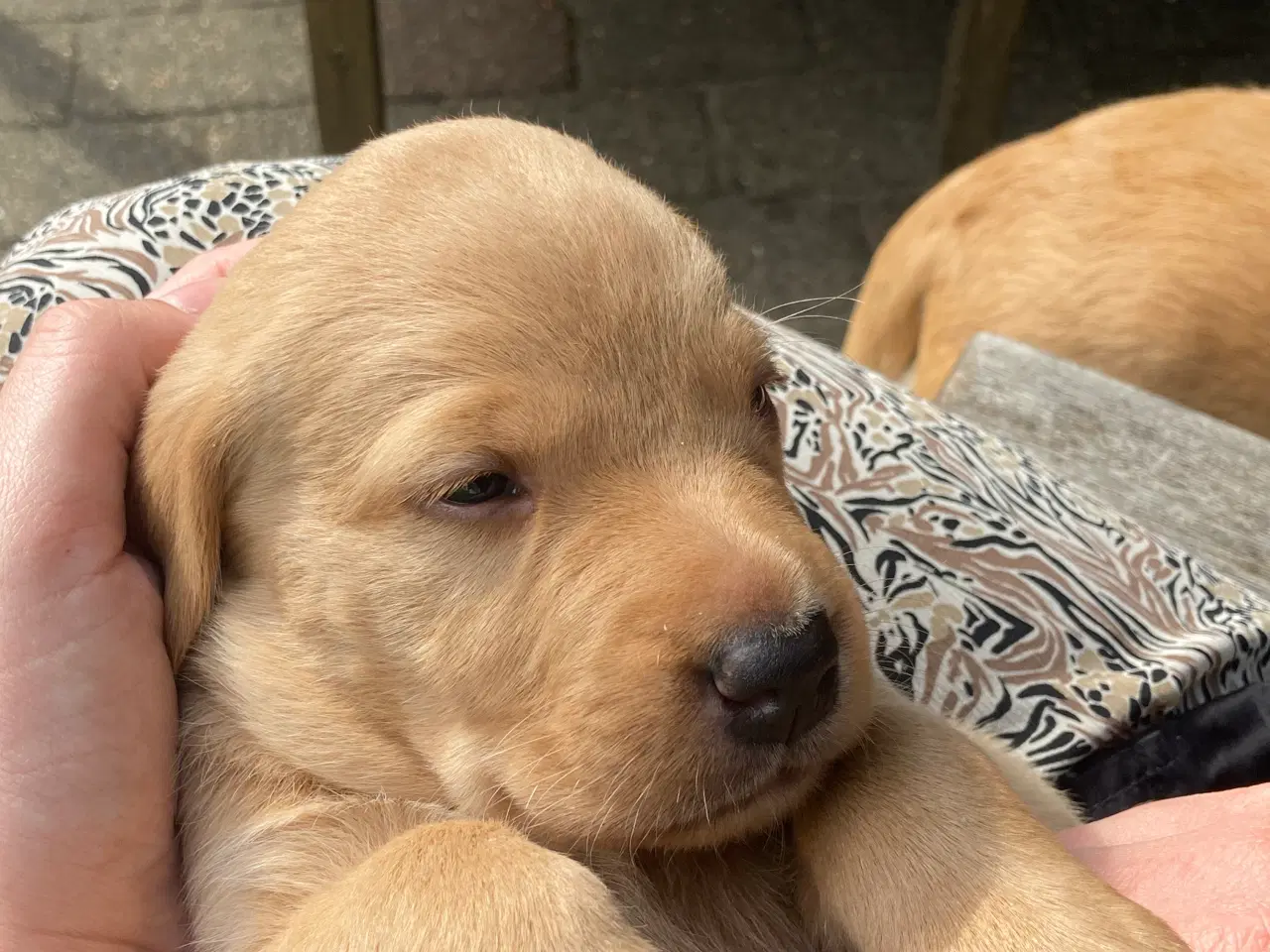 Billede 8 - Formel 1 labrador