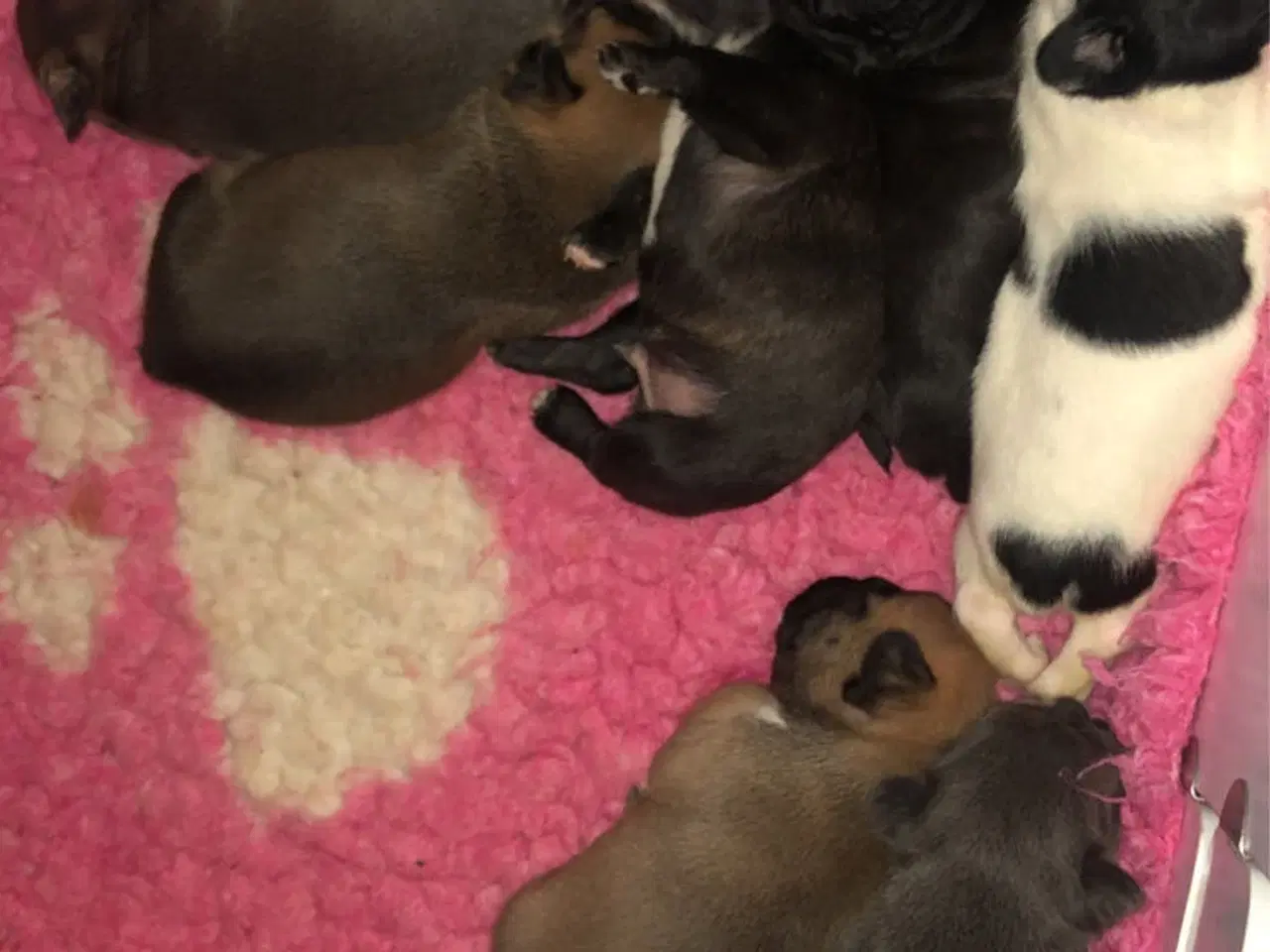 Billede 5 - Fransk bulldog hvalpe kun 1 tilbage