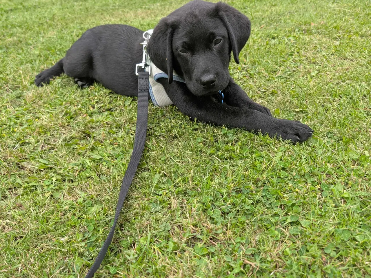 Billede 5 - Labrador retriever hvalp 