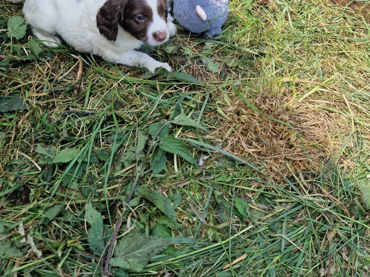 Billede 7 - Søde hvalpe - engelsk springer spaniel  FT og Bob