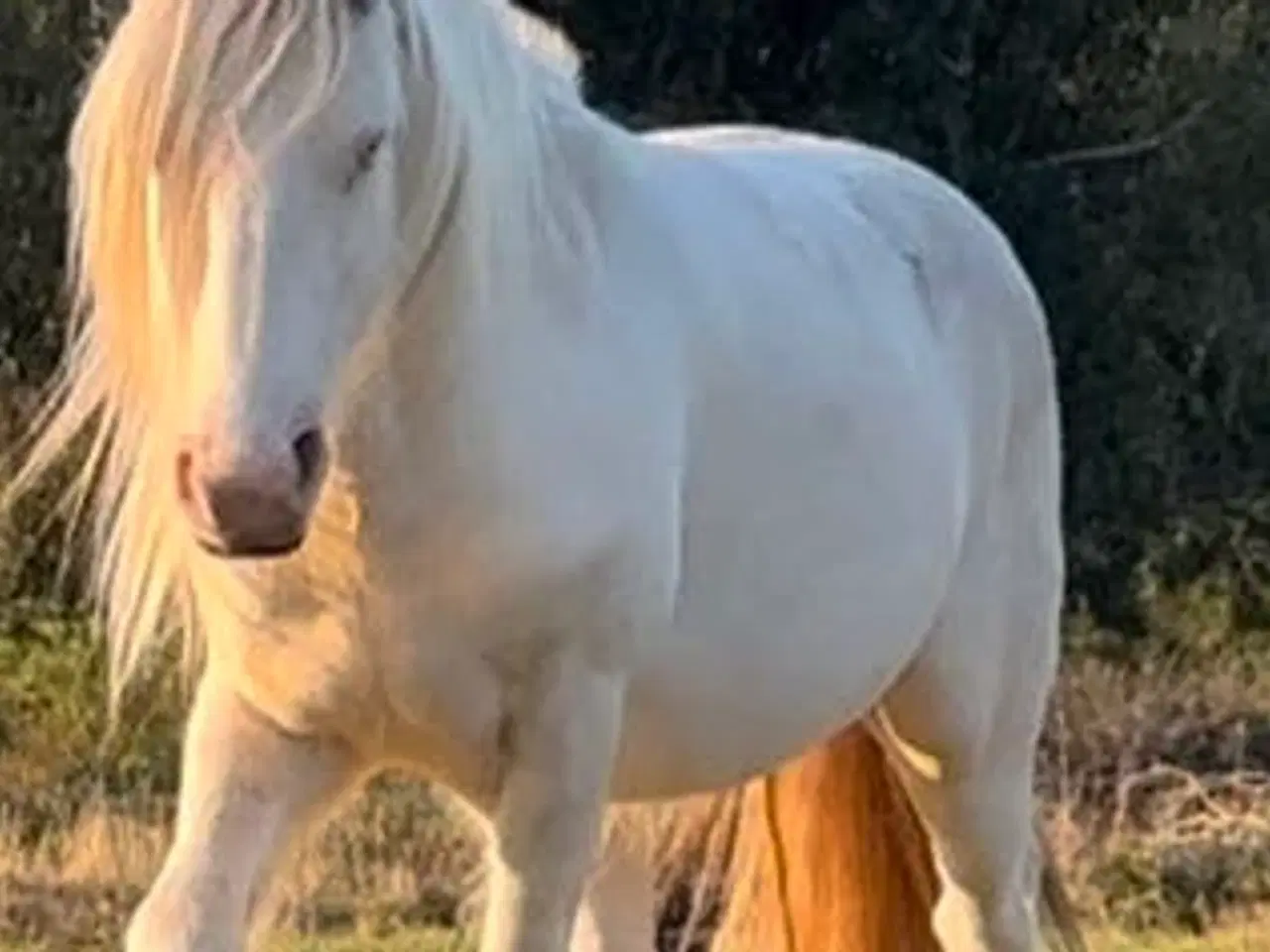 Billede 1 - Irisk Cob