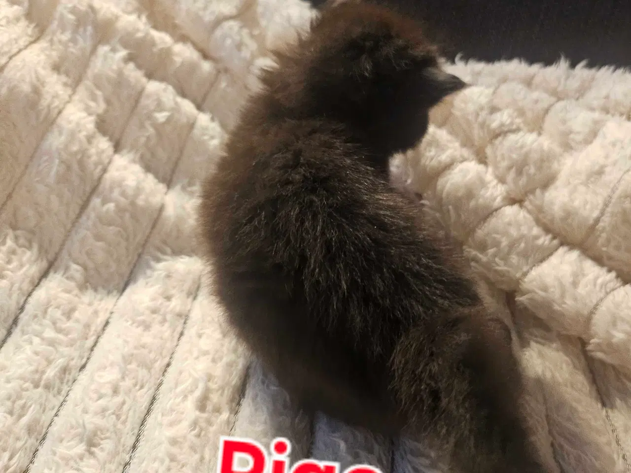 Billede 8 - Maine coon killinger 